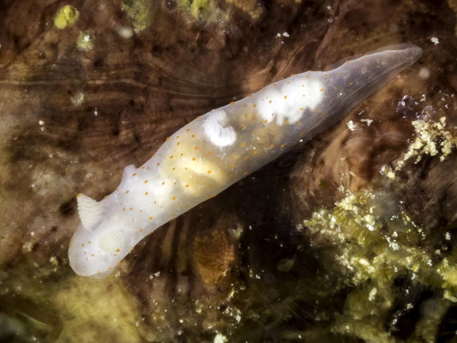 Gymnodoris sp. H